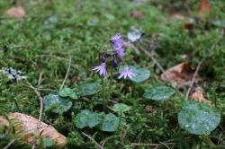 Der Vortrag zur „Flora des Böhmerwaldes“ findet nicht statt. Foto: Milan Štech