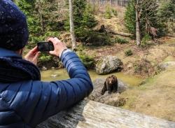 Die Tier-Freigelände in den Nationalparkzentren Lusen und Falkenstein müssen aufgrund des Coronavirus gesperrt werden. (Foto: Annette Nigl / Nationalpark Bayerischer Wald)