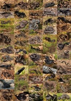 Kreuzottern an den verschiedensten Plätzen mit den verschiedensten Zeichnungen konnten im Rahmen des Forschungsprojektes schon fotografiert werden. (Fotos: Pauli Hien/Nationalpark Bayerischer Wald)