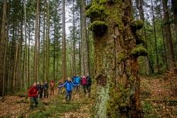 Will für Wildnis begeistern: Lukas Laux mit Commerzbank-Umweltpraktikanten, die nach einem Einführungsseminar selbst Bildungsangebote durchführen. (Foto: Philipp Seyfried/Nationalpark Bayerischer Wald)