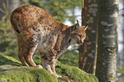 Die Luchse in den Tier-Freigeländen können ab 11. Mai wieder besucht werden. Foto: Rainer Simonis/Nationalpark Bayerischer Wald