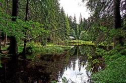 Bei der Wanderung am Sonntag, 31. Mai, geht es von der Höllbachschwelle hinauf zum Albrechtschachten. (Foto: Jo Fröhlich/Nationalpark Bayerischer Wald – Freigabe nur in Verbindung mit dem Veranstaltungshinweis)