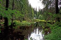 Bei der Wanderung am Sonntag, 31. Mai, geht es von der Höllbachschwelle hinauf zum Albrechtschachten. (Foto: Jo Fröhlich/Nationalpark Bayerischer Wald ­  –  Freigabe nur in Verbindung mit dem Veranstaltungshinweis)