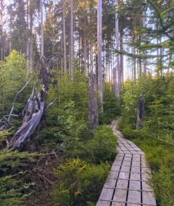 Über den Aufichtenwaldsteg führt die leichte, meditative Wanderung am Freitag, 5. Juni. (Foto: Sandra Schrönghammer)