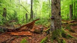 Einblicke in die Waldwildnis gibt’s am 10. Juni auf dem Instagram-Kanal des Nationalparks Bayerischer Wald. (Foto: Rainer Simonis/Nationalpark Bayerischer Wald)