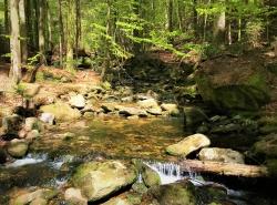 Am Sagwasser entlang führt die meditative Wanderung am 19. Juni. (Foto: Teresa Schreib)