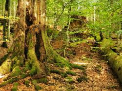 Eindrucksvoll ist auf der Tour am 27. Juni das Motto des Nationalparks „Natur Natur sein lassen“ zu sehen. (Foto: Dr. Franz Leibl)