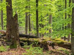 Über den Fuchsriegel führt die Wanderung aus der Reihe „Nationalpark und Schöpfung“ am 5. Juli. (Foto: Teresa Schreib)