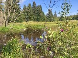 Mit der Waldführerin ins Quellgebiet der Křemelna wandern können alle Interessierten am 12. Juli. (Foto: Gregor Wolf)