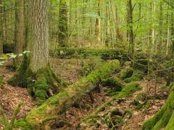 Der alte Wald rund um Zwieslerwaldhaus kann am Freitag, 17. Juli, bei einer meditativen Wanderung entdeckt werden. (Foto: Dr. Franz Leibl)