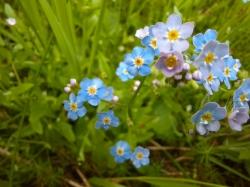 Viel zu entdecken gibt es bei der grenzüberschreitenden Wanderung am 2. August. (Foto: Annette Nigl/Nationalpark Bayerischer Wald)