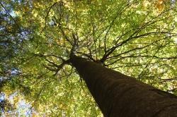 Bäume im Alten und Neuen Testament lautet das Thema der Führung aus der Reihe „Nationalpark und Schöpfung“. (Foto: Katrin Wachter)