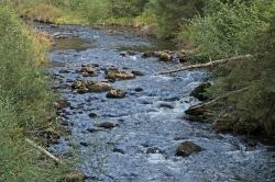 Entlang des Flusswanderwegs führt eine Tour aus der Reihe „Nationalpark und Schöpfung“ am 21. August. (Foto: Gregor Wolf)