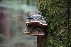 Durch dichte Wälder führt die Wanderung auf dem Bärenpfad im Nationalpark Šumava am 13. September. (Foto: Ruth Goldhahn)