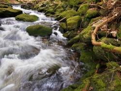 Teils am Sagwasser entlang führt die spirituelle Wanderung am Freitag, 11. September. (Foto: Sandra Schrönghammer)