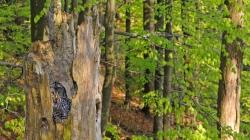 Vom Naturschutz- und Forschungsstützpunkt Neuschönau aus wird unter anderem das Habichtskauz-Monitoring koordiniert. (Foto: Michael Göggelmann)