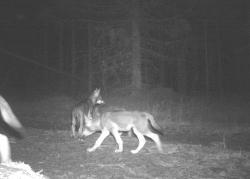 Jungwölfe tappten im Nationalpark Šumava in eine Fotofalle. (Foto: Nationalpark Šumava)