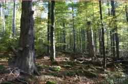 Wie sich die Wälder in den letzten 50 Jahren gewandelt haben, können die Teilnehmer der Wanderung am 19. September eindrucksvoll erleben. (Foto: Dr. Franz Leibl)