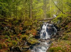 Durch eines der letzten Urwaldrelikte Mitteleuropas, dem Hölllbachgespreng, führt die Wanderung am 26. September. (Foto: Steffen Krieger)