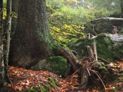 Die Dynamik ungestörter Wälder wird bei der Führung am 2. Oktober eindrucksvoll erlebbar. (Foto: Dr. Franz Leibl)