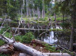 Durch wilde Wälder zur Steinbachklause führt die Tageswanderung am 3. Oktober. (Foto: Annette Nigl)