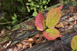 „Wie ein Blatt im Wind“ lautet das Motto der leichten Wanderung am Freitag, 16. Oktober. (Foto: Gregor Wolf)