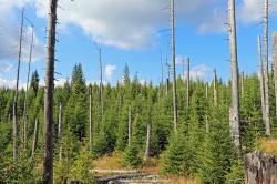 Die Auswirkungen des Klimawandels im Bayerischen Wald sind Thema des wissenschaftlichen Vortrags am 22. Oktober. (Foto: Gregor Wolf)