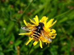 Die Bedeutung von Schwebefliegen im Nationalpark Bayerischer Wald erklärt Dr. Gisela Merkel-Wallner am 29. Oktober in einem Livestream. (Foto: Dr. Gisela Merkel-Wallner)