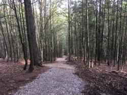 Der stark unterspülte Wanderweg vom Falkenstein zum Sulzschachten erhielt eine neue Deckschicht. (Foto: Elke Ohland / Nationalpark Bayerischer Wald)