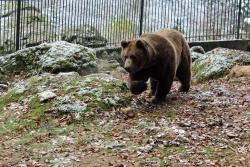 Nationalpark-Bär Benny ist wohlbehalten ins Tier-Freigelände zurückgekehrt. Nach einigen Tagen Eingewöhnungszeit im bisherigen Trenngehege darf er in das neu erbaute, sehr geräumige Ausweichgehege einziehen. (Foto: Gregor Wolf/Nationalpark Bayerischer Wald)