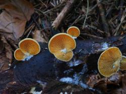 Der Orangeseitling (Phyllotopsis_nidulans) wächst an diversen abgestorbenen Laubhölzern, wie zum Beispiel Buche und Weiden. Foto: Peter Karasch