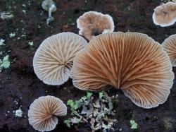 Das Weißfilz-Stummelfüsschen (Crepidotus kubickae) wächst verbreitet auf der Borke abgestorbener Fichtenstämme und hat einen Durchmesser von fünf bis 30 Millimetern. Foto: Peter Karasch