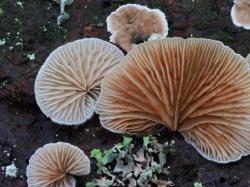 Über die vielen verschiedenen Pilzarten im Böhmerwald referiert Peter Karasch am 21. Januar in einem Online-Vortrag. (Foto: Peter Karasch/Nationalpark Bayerischer Wald)