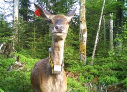 Besenderte Rothirsche werden auch immer wieder mittels Wildkameras fotografiert. (Foto: Nationalpark Bayerischer Wald)