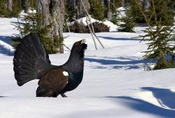 Beeindruckend und bedroht: Auerhühner im Nationalpark Bayerischer Wald, wie dieser stattliche Hahn. Das Einhalten von Einschränkungen im Betretungsrecht hilft diesem seltenen Vogel, zu überleben. (Foto: Rainer Simonis/Nationalpark Bayerischer Wald)