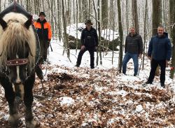 Wie Pferd Moritz Buchenstämme in die Versuchsflächen zieht, erklärte Nationalparkmitarbeiter Stephan Melch (v.l.) dem Nationalparkleiter Dr. Franz Leibl, Bürgermeister Michael Herzog (v.r.) und seinem Stellvertreter Manfred Schröder. (Foto: Elke Ohland/Nationalpark Bayerischer Wald)