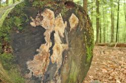 Der duftende Feuerschwamm (Phellinidium pouzarii) ist in Deutschland nur an sehr wenigen Stellen, unter anderem im Nationalpark Bayerischer Wald, zu finden. Er wächst nur auf altem, dicken Tannentotholz. Nachdem dieses im Nationalpark selten ist, wird es auf Versuchsflächen angehäuft und der Pilz dort gefördert. (Foto: Annette Nigl /Nationalpark Bayerischer Wald)