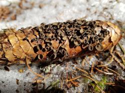 Fichtenzapfen-Becherlinge sind nach der Schneeschmelze häufig zu finden. (Fotos: Peter Karasch/Nationalpark Bayerischer Wald)