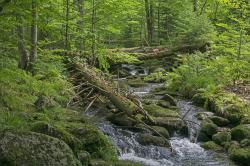 Mit dem Europäischen Diplom für geschützte Gebiete werden Landschaften von europäischer Bedeutung gewürdigt. Der Nationalpark Bayerischer Wald trägt diese Auszeichnung seit 1986. (Foto: Wolfgang Lorenz)