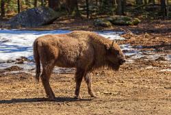 Abmiri lebte bisher im Tier-Freigelände des Nationalparks bei Neuschönau. Nun ist das Tier auf dem Weg in die rumänische Freiheit.  (Foto: Christoph Wagner/Nationalpark Bayerischer Wald)