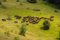 In den Karpaten streifen Wisente wieder in Freiheit durch Wiesen und Wäler. (Foto: Daniel Mîrlea/Rewilding Europe)