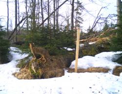 In Kombination mit den Kamerafallen werden angeraute Holzpfähle mit Baldriantinktur besprüht, dies lockt Wildkatzen an. (Fotos: Nationalpark Bayerischer Wald)