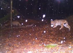 Eine Aufnahme, die im Rahmen des Monitorings gemacht wurde, zeigt eine seltene Situation: Einen Luchs, der einer Wildkatze auf der Spur ist.