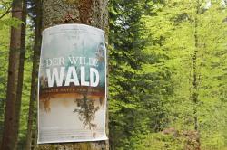 Der Film „Der wilde Wald“ widmet sich dem ältesten deutschen Nationalpark. (Foto: Gregor Wolf/Nationalpark Bayerischer Wald)