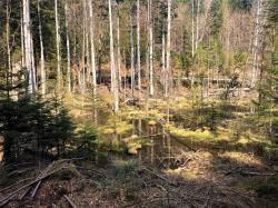 Im Bereich des Knottenbachs bei Altschönau finden in dieser Woche Renaturierungsmaßnahmen statt. (Foto: Sandra Schrönghammer / Nationalpark Bayerischer Wald)