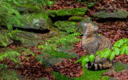 Die Bewohner der Tier-Freigelände, wie die Wildkatze, sind nach der coronabedingten Zwangspause ausgeruht und freuen sich auf Besucher. (Foto: Christoph Wagner/Nationalpark Bayerischer Wald)