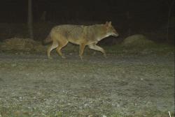 Am 26. April 2021 tappte um 22.03 Uhr ein Goldschakal bei Bayerisch Eispenstein in eine Wildkamera des Nationalparks.