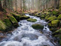 Durch ursprüngliche Wälder entlang des Sagwassers führt die meditative Wanderung am 28. Mai. (Foto: Sandra Schrönghammer)