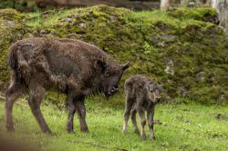 Der Wisent-Nachwuchs im Tier-Freigelände bei Neuschönau kann ab 2. Juni ohne Anmeldung besucht werden. Foto: Richard Wenzel