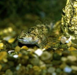 Neben Kleinlebewesen tummeln sich auch Fische wie die Mühlkoppe in den Gewässern des Nationalparks. (Foto: Rudolf Schmidt)